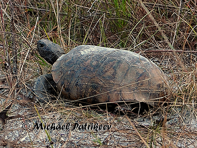 Gopher Tortoise (Gopherus polyphemus)